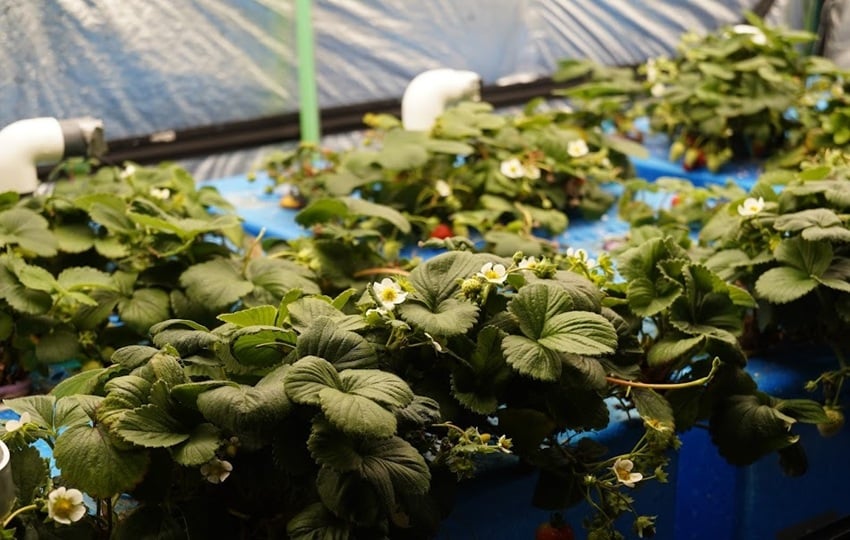 Las fresas próximamente estarán en el mercado. Foto: Cortesía