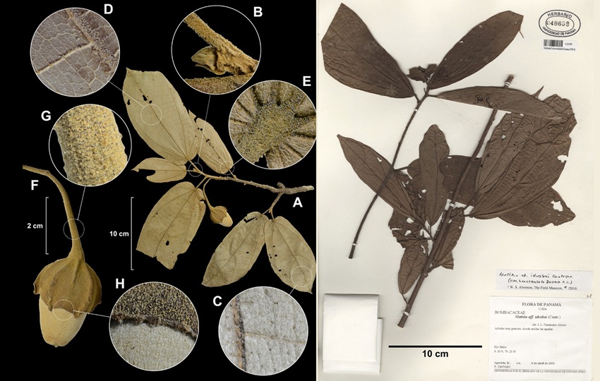 Muestras de M. petaquillae y M. aquilarum. Foto: Smithsonian