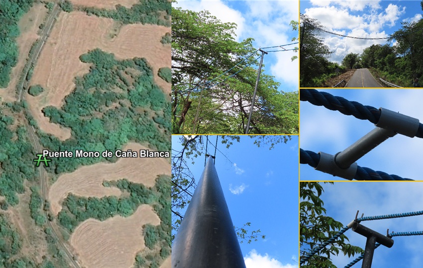 Los puentes aéreos son fundamentales para especies como los monos. Foto: Cortesía