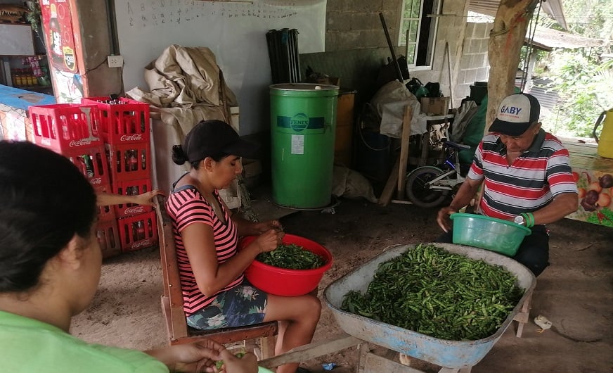 Se desgrana el guandú, que posteriormente se vende en bolsas de una libra.Foto: Thays Domínguez