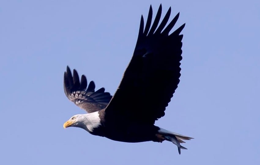 Un águila calva. Foto: EFE