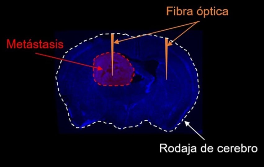 Esquema de funcionamiento de la ‘linterna molecular’. Mariam Al-Masmudi. CNIO