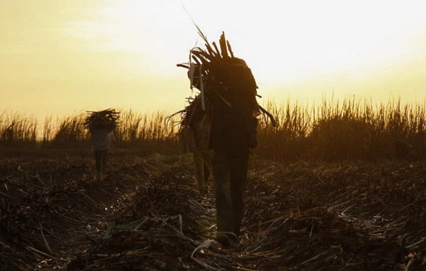 Granjeros mientras recolectan azúcar de caña en una plantación en Diabaly, Malí. EFE