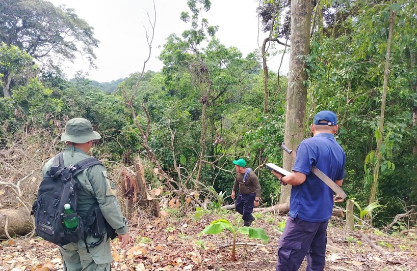 La tala ilegal de árboles fue detectada durante un patrullaje de rutina por guardaparques. Foto: Eric Montenegro.