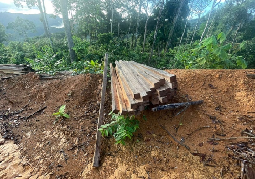 La tala afectó 30 hectáreas del  Parque Forestal General de División Omar Torrijos Herrera. Foto: Eric Montenegro.