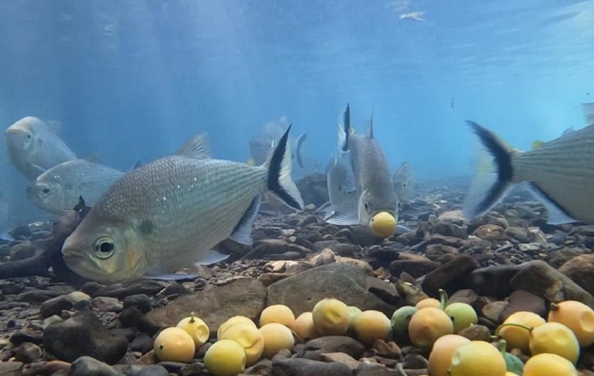 Ejemplar de 'Brycon falcatus', uno de los peces que habitan los bosques inundados de la Amazonía. EFE