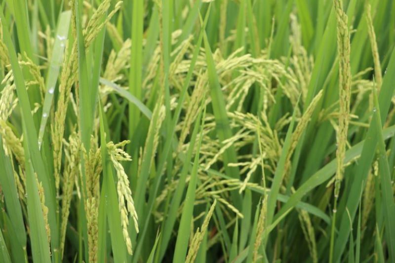 El arroz producido por riego representa alrededor del 15% de la producción total del grano en el país. Foto: Cortesía.