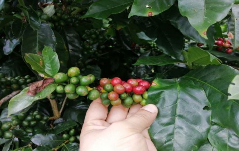 La situación ha afectado a los cafés del sector masivo y a los de categorías especiales. Foto: Cortesía.