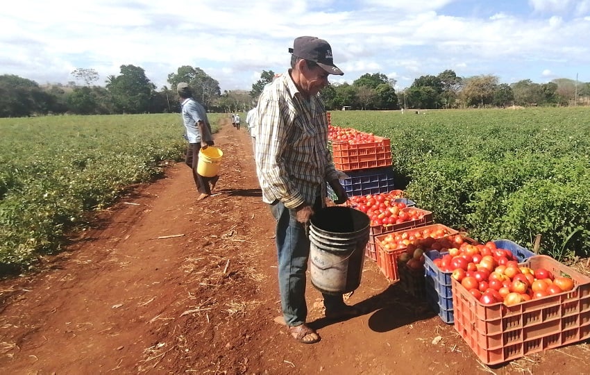 Sin los recursos necesarios, la actividad agrícola no será viable, lo que impactaría negativamente la economía local. Foto. Thays Domínguez