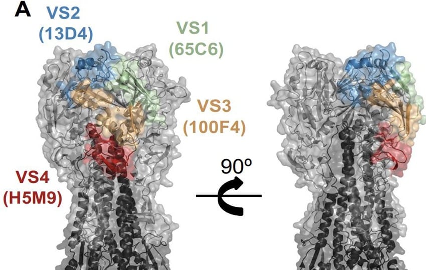 Cartografía epitópica de anticuerpos naive mediante competición ELISA. VSs de HA H5: VS1 (verde), VS2 (azul), VS3 (naranja) y VS4 (rojo) (38), definidos por anticuerpos específicos de H5, 13D4 (PDB: 6A0Z), 65C6 (PDB: 5DUM), 100F4 (PDB: 5DUR) y H5M9 (PDB: 4MMH). Fotografía facilitada por Jared Feldman. EFE