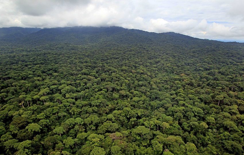 Selva del Darién. Foto: EFE