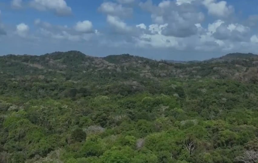 El Ministerio de Ambiente de Panamá alerta el "preocupante" aumento de la deforestación y degradación en el país. EFE