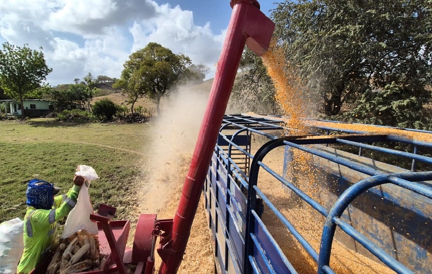 Losproductores  llevan al menos 14 días con el maíz almacenado fuera de los silos. Foto. Thays Domínguez