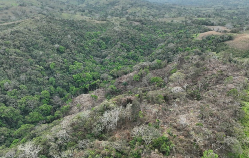 Reserva Hidrológica de la Micro-Cuenca del Río Cacao, distrito de Macaracas. Foto: Cortesía