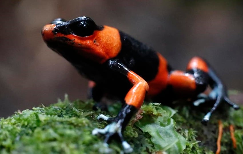 'Oophaga lehmanni', una especie endémica del Pacífico colombiano, ha pagado por el pecado de su belleza con su casi extinción como especie debido al tráfico de fauna ilegal. EFE