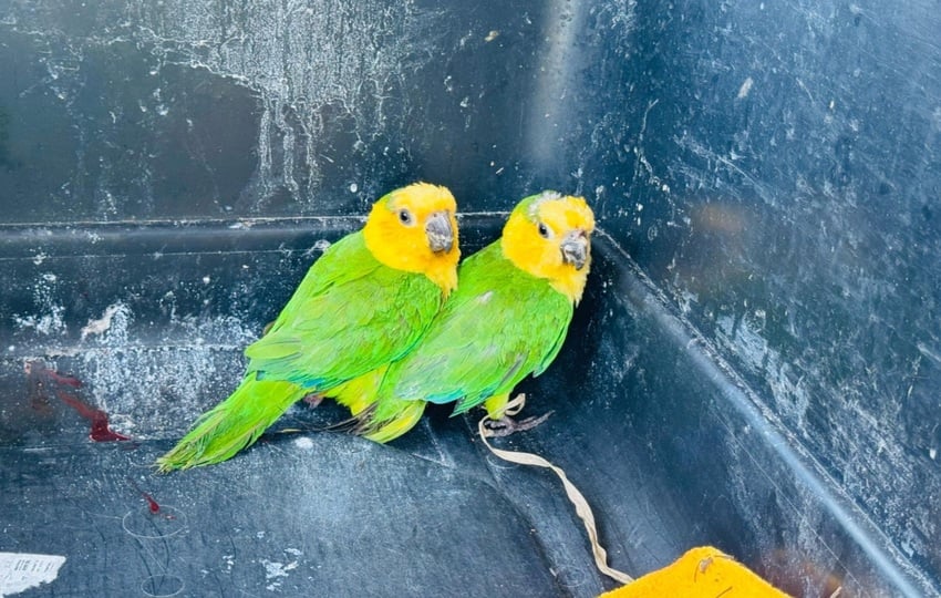 Loros rescatados en la provincia de Chiriquí. Foto: Cortesía/MiAmbiente