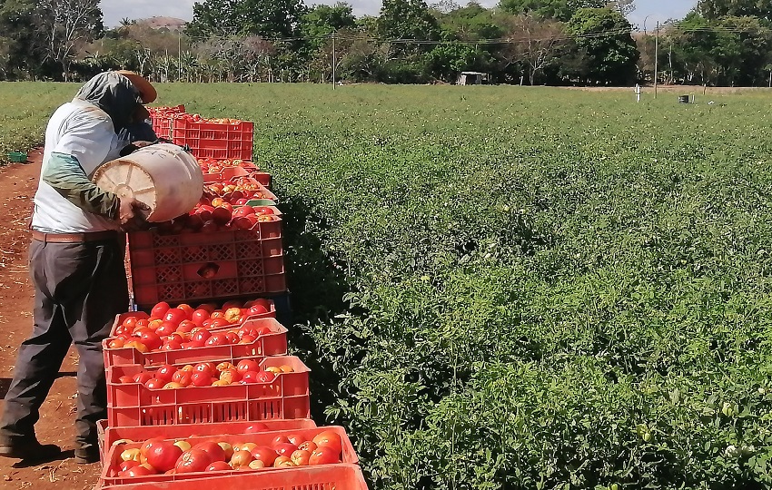 Los agricultores, han solicitado apoyo para mitigar los efectos de estas lluvias, que podrían traducirse en pérdidas económicas significativas. Foto. Thays Domínguez