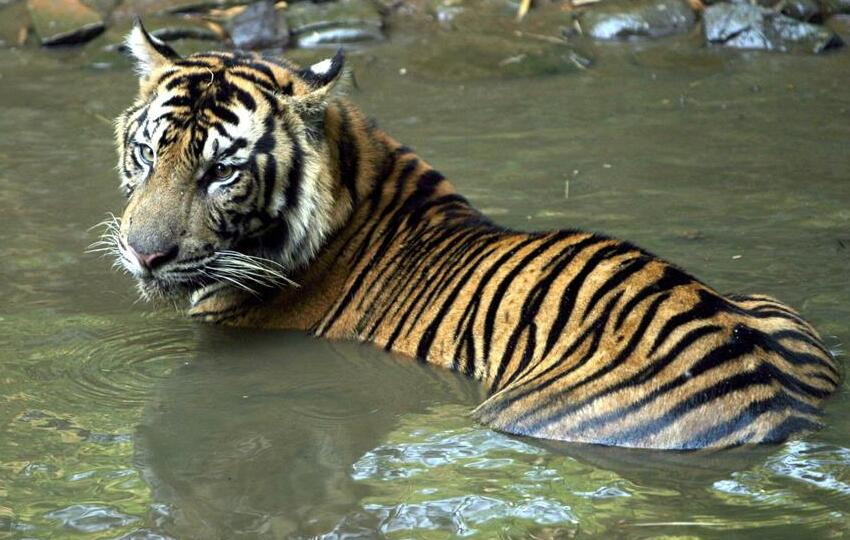 Un elefante tiene aproximadamente el mismo riesgo de cáncer que un tigre. Foto: EFE