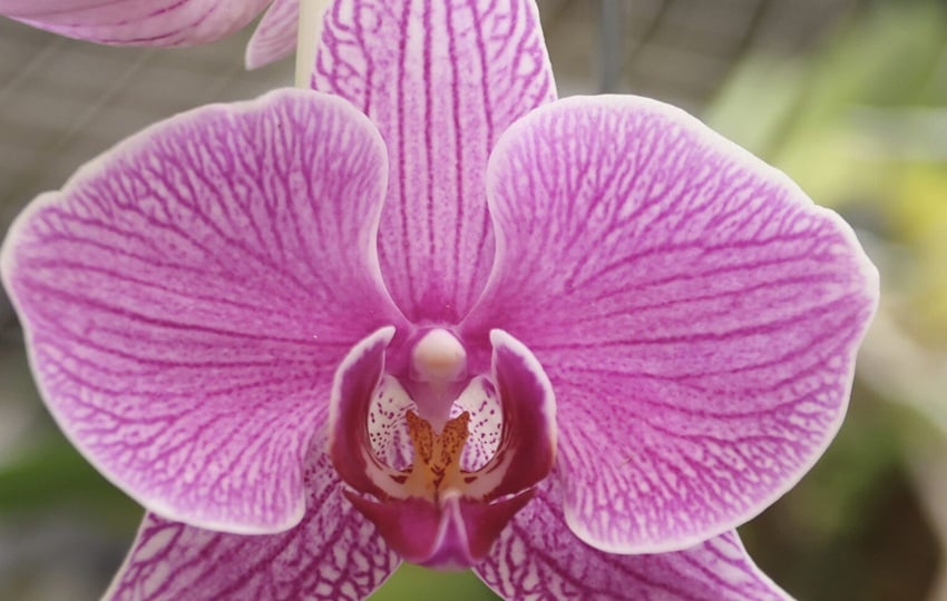 Estas plantas son fuente de inspiración entre la exuberante naturaleza panameña. Foto: Cortesía/MIDA