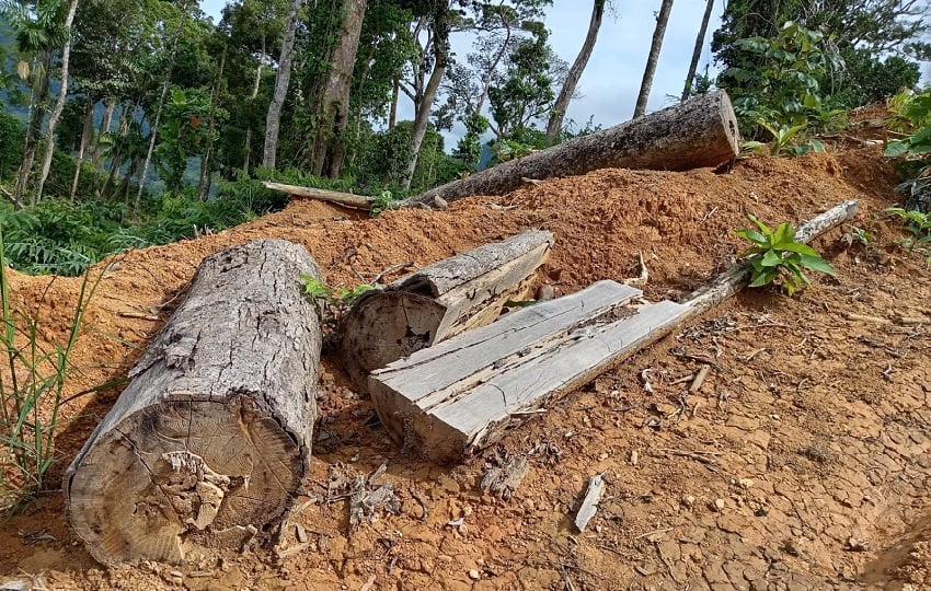 La tala ilegal de árboles dentro de esta reserva forestal fue detectada durante un patrullaje de rutina realizado por guardaparques. Foto. Cortesía. MiAmbiente