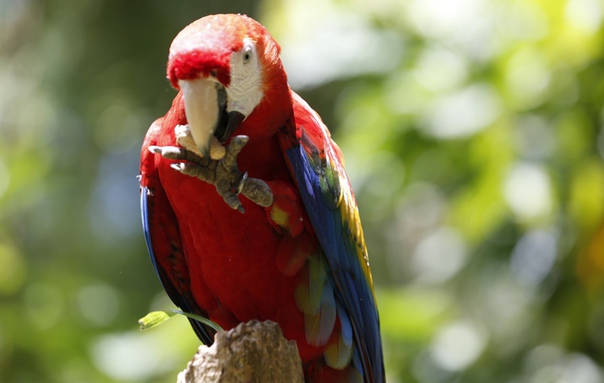 La conservación de la vida silvestre es tarea de todos. Foto: Cortesía