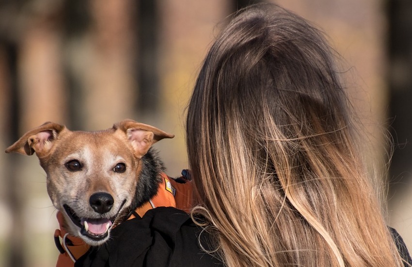 Si nota signos de golpe de calor busque atención veterinaria. Foto: Pixabay