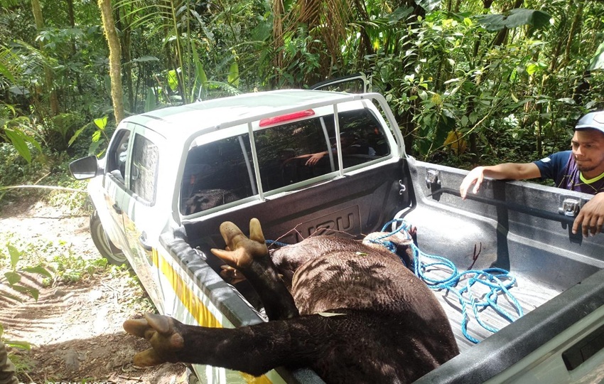 MiAmbiente investiga la muerte del tapir. Foto: Cortesía