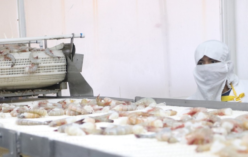 Los camarones congelados ocuparon el segundo lugar de las exportaciones, con un 13.4% del total. Cortesía