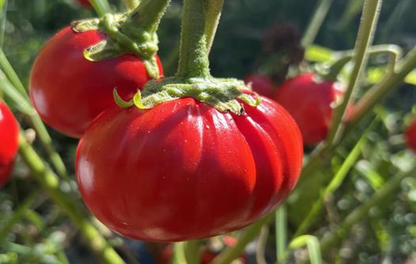 Los científicos utilizaron una edición genética precisa para cultivar berenjenas africanas más grandes. Foto: EFE