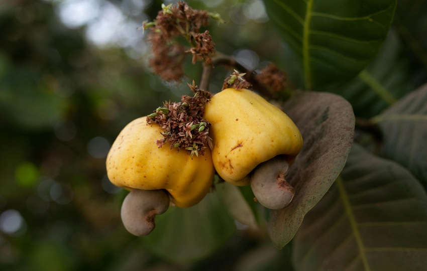 El marañón de pepita ha resurgido. Foto: Pexels