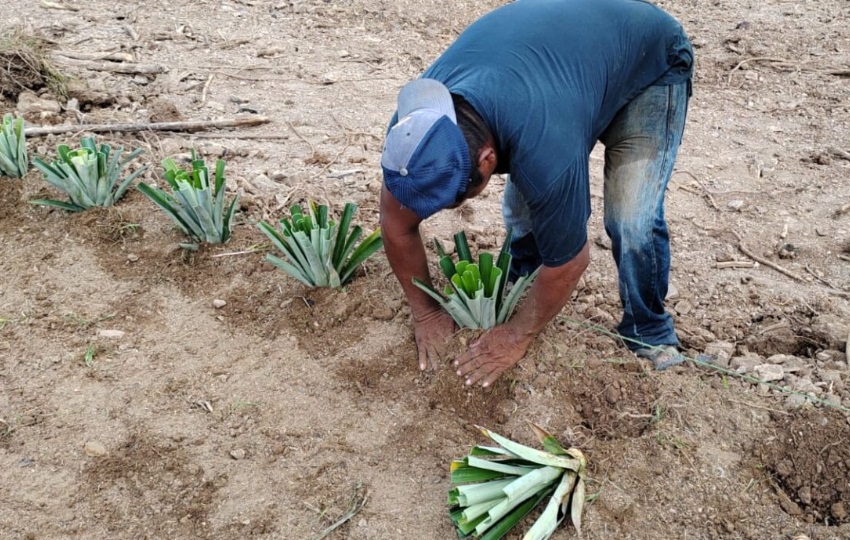 Cultivo de piña variedad MD2. Foto: Cortesía / MIDA