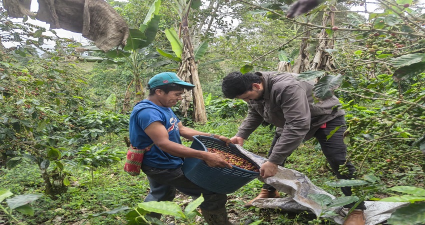 Productores de café. Foto: Cortesía