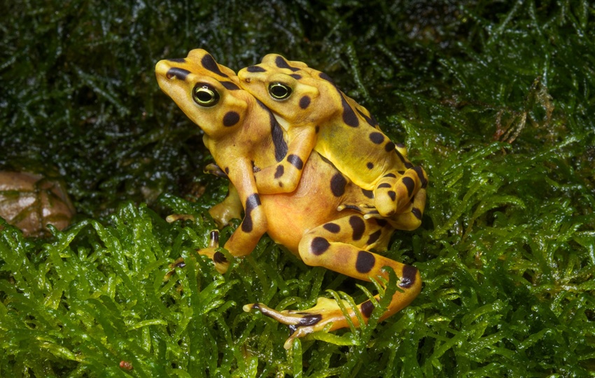 La rana dorada de Panamá (Atelopus zeteki) es una especie en peligro. Foto: Cortesía/Smithsonian