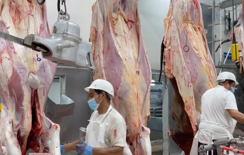 Producción de carne bovina. Foto: Cortesía