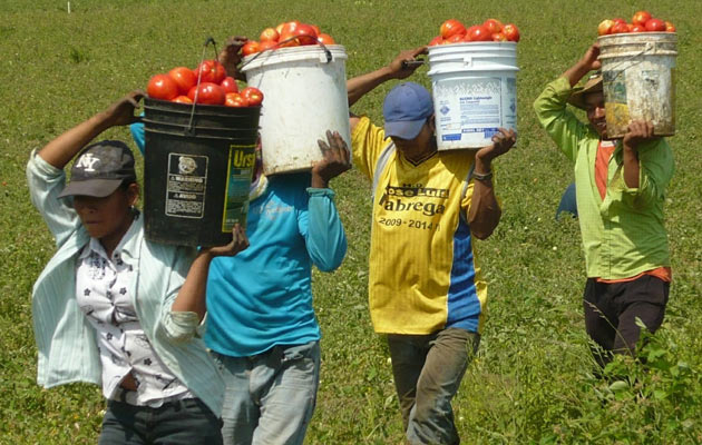 Tradicionalmente la región produce unas 200 hectáreas de tomate industrial, pero para este periodo de cosecha que iniciará a mediados de marzo, la producción disminuyó a 160 hectáreas. Foto/Thays Domínguez