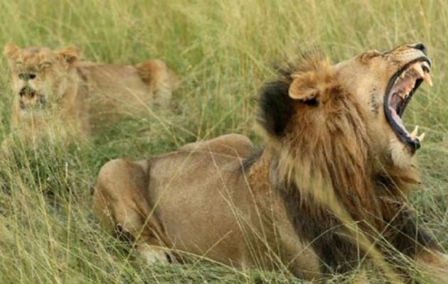 Cazador muere por ataque de elefante y sus restos son devorados por leones  | Panamá América