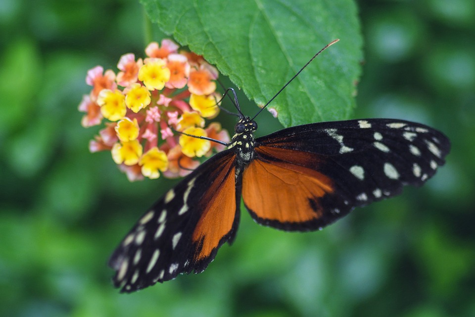 Como su nombre lo indica, Panamá es tierra rica en mariposas. Foto: Pixabay