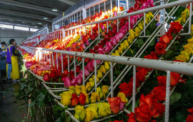 Se estima que 89 millones de flores pasarán este año por el Aeropuerto Internacional de Miami. Foto: EFE.