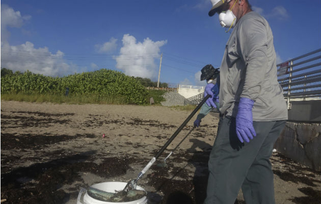 Trabajadores de Palm Beach County Parks recogen peces muertos.  