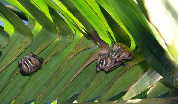 Los murciélagos ‘Uroderma bilobatum’ pueden dar a sus crías un empujón para madurar. /Foto Cortesía/STRI