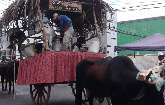 Los miembros de la ANAGAN encabezaron el desfile de carretas en La Chorrera, y aprovecharon la oportunidad para protestar. Foto/Eric Montenegro