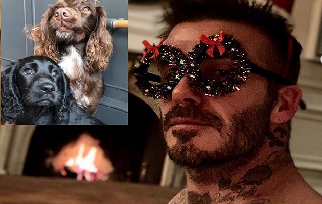 Beckham y sus mascotas.