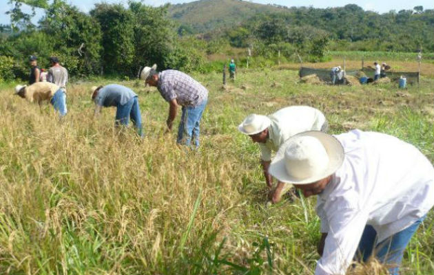 El Mida ha cancelado un 95% de la deuda a los productores de arroz. Foto: Archivo