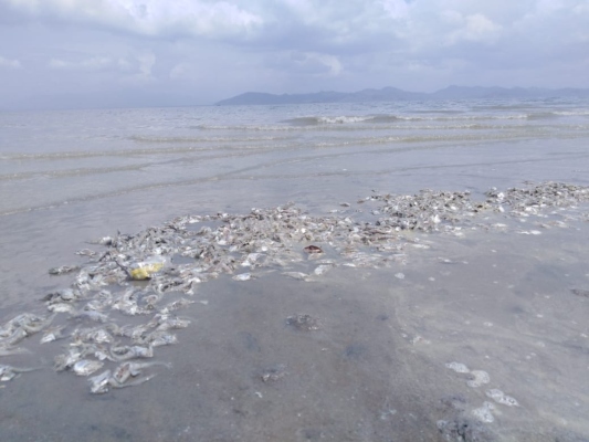 Las sardinas, algunas ya en descomposición, comenzaron a aparecer en la playa el pasado martes, precisaron los pescadores artesanales. Foto/Eric Montenegro