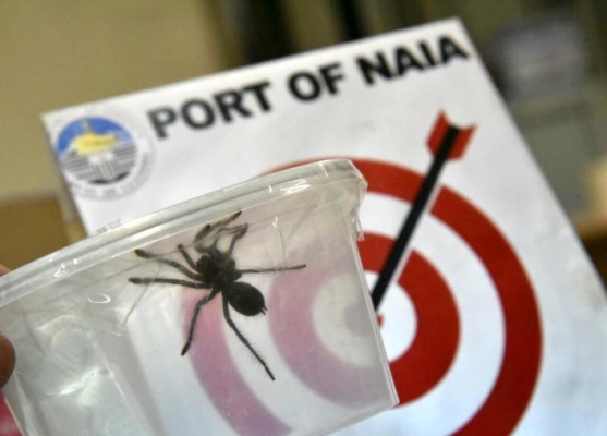  La Oficina de Aduanas, muestra una tarántula en el aeropuerto internacional de Manila (Filipinas). FOTO/EFE