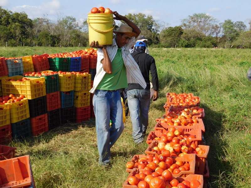 Los precios del producto han caído, debido al contrabando. Foto de archivo