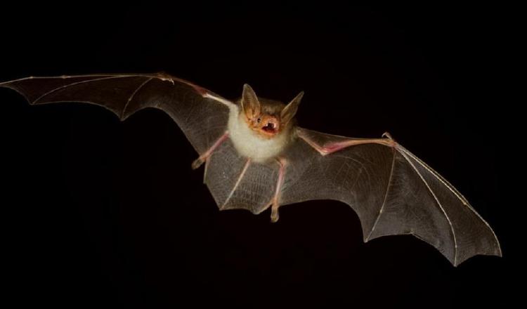 El Parque Natural Metropolitano estará brindando para los mayores de 18 años un recorrido por el bosque nocturno.